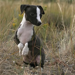 Iggy Puppy Playing